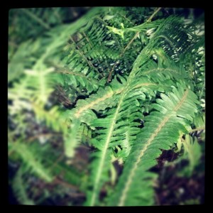 fern
