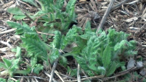 IMG_20130428_175557_645.jpg image