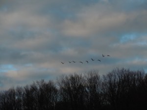 DSCN9495