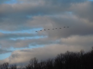 DSCN9496