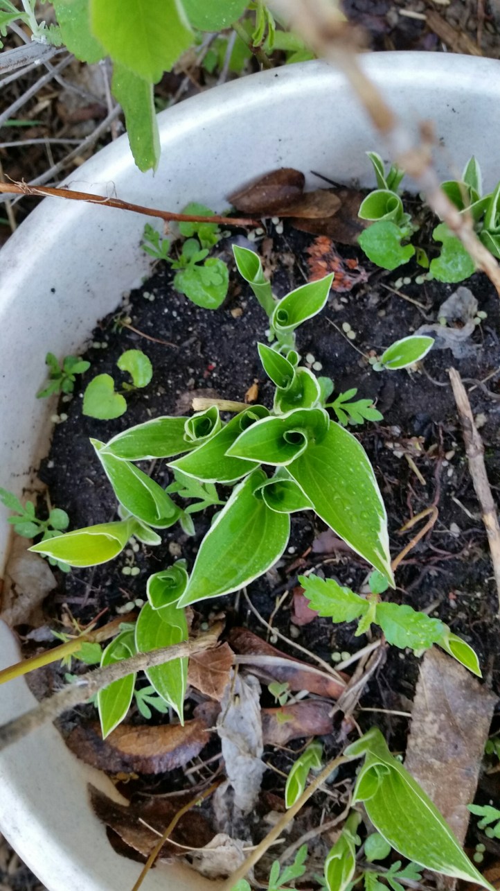 wp-1431888100900 image