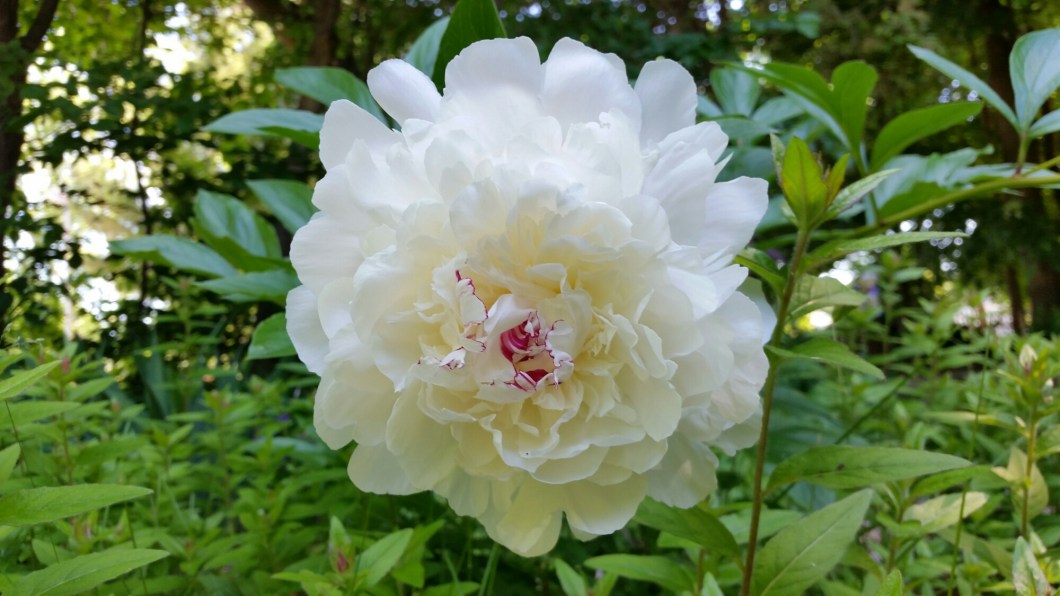 20150621_110049.jpg image